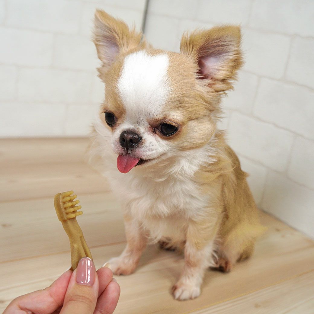 ウィムズィーズハブラシXS超小型犬(体重2-7kg)7本。