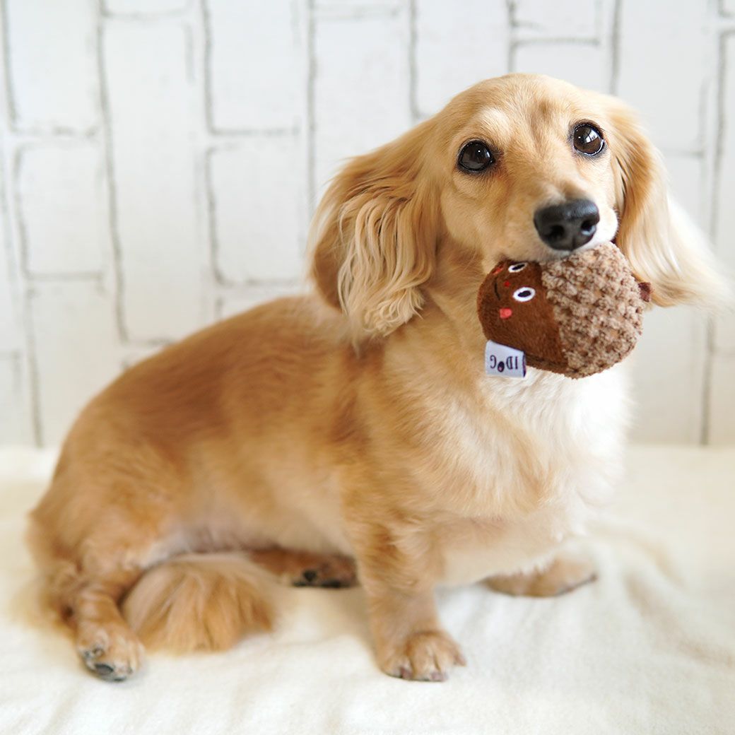 ミニチュアダックス3.9kg(首25/胴37/丈31cm)のクムちゃんが遊んでくれました