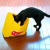 カシャカシャ音が猫ちゃんの興味を惹きつける