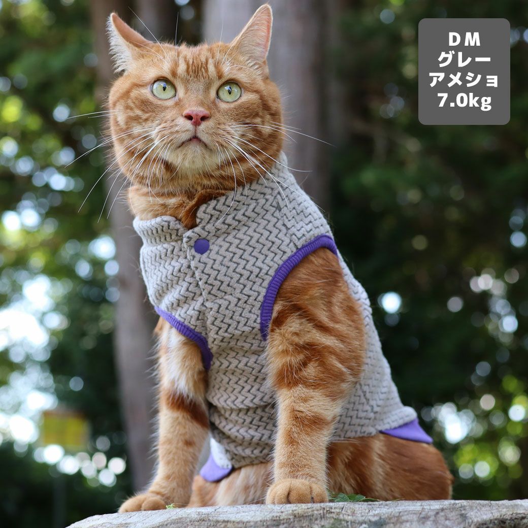 アメショ7.0kg(首28/胴48/丈28cm)のタラくんはグレーのDM着用