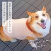 iDogキルトフードパーカーアイドッグ。