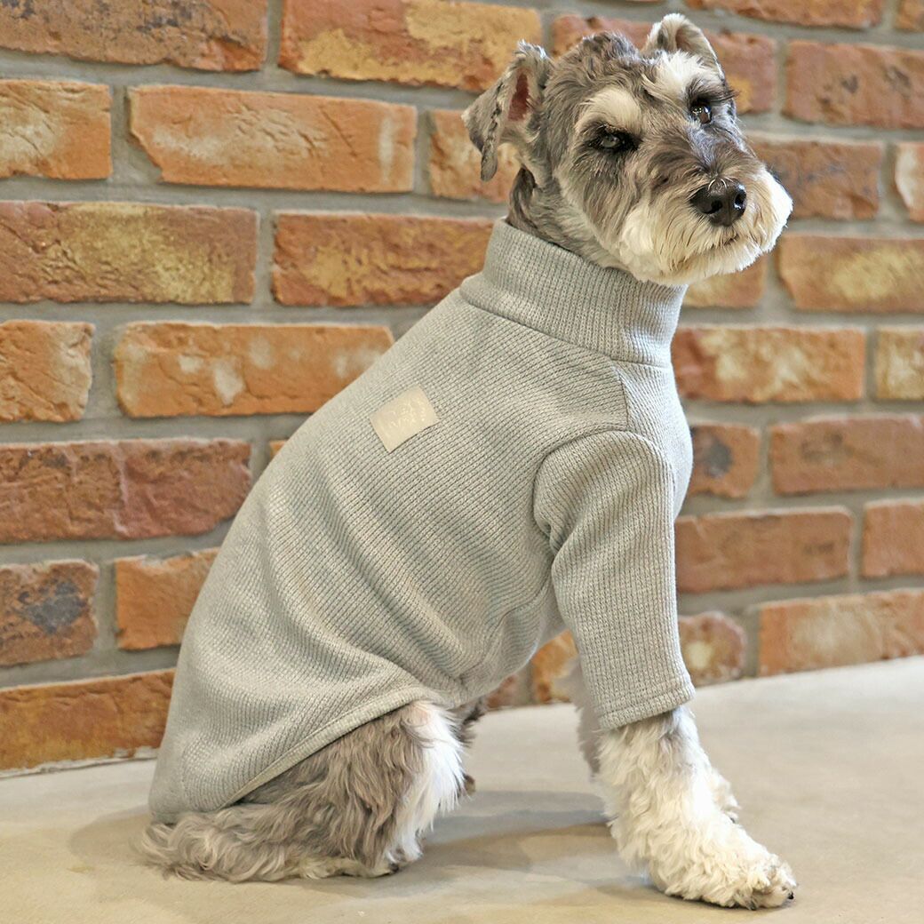 ミニチュアシュナウザー8.0kg(首30/胴48/丈37cm)のマハロくんはグレーのXLを着用