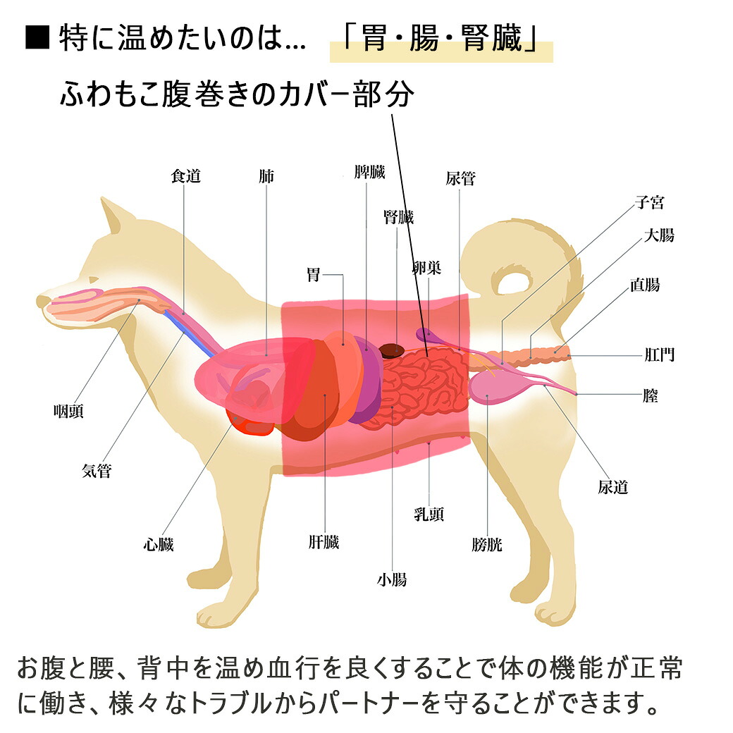 動きやすい工夫がいっぱいの犬用腹巻