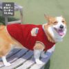 コーギー10.6kg(首36/胴51/丈37cm)のラテちゃんはボルドーのXXLを着用