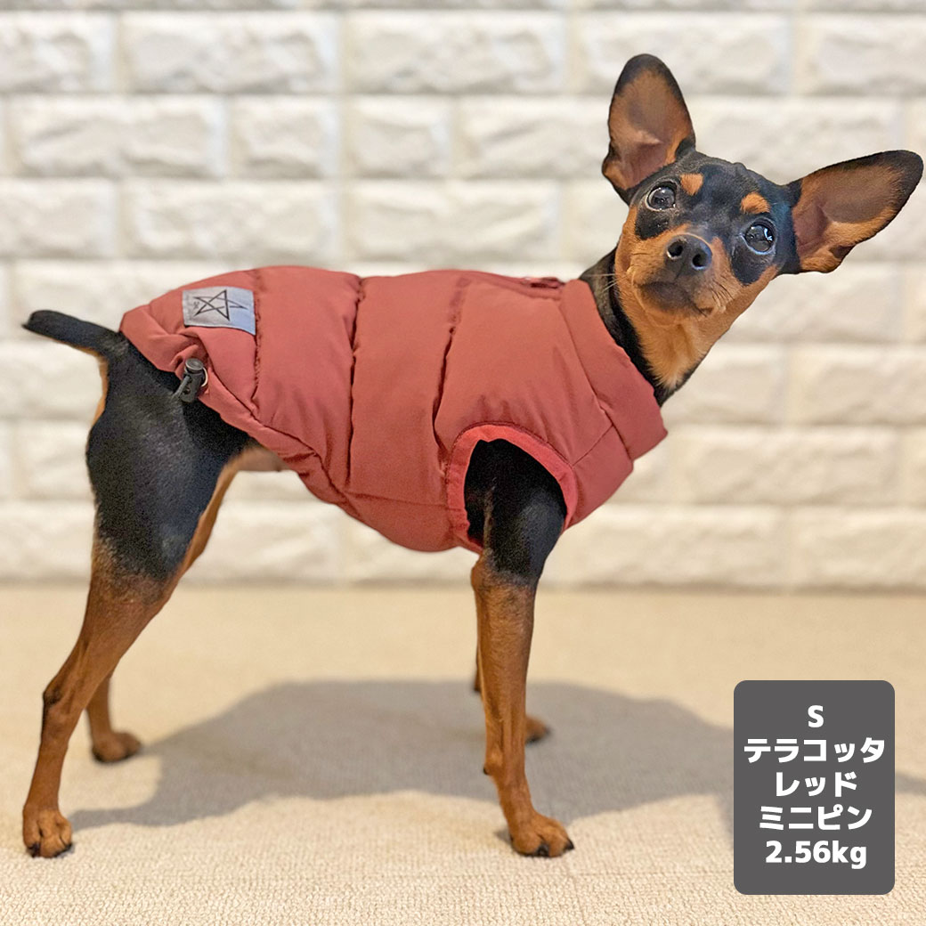 チワワ2.1kg(首19.5/胴30/丈30cm)のオリーブくんはグリーンのSを着用