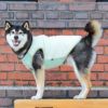 柴犬10.9kg(首42/胴58/丈43cm)のかんたくんはミントのLarge-Sを着用