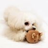 トイプー1.9kg(首17/胴29/丈22cm)のメリナちゃんが遊んでくれました