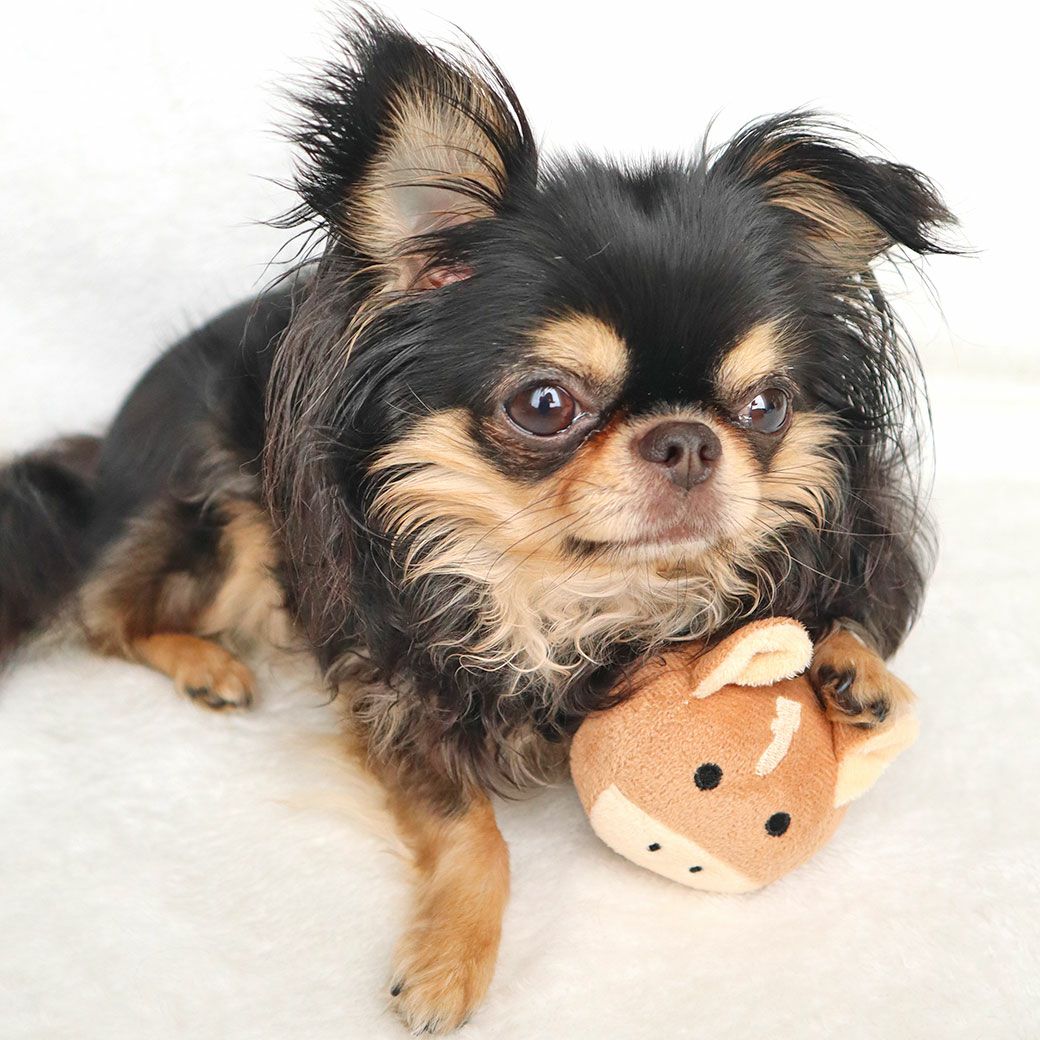 チワワ1.9kg(首19/胴29.5/丈21.5cm)のウメちゃんが遊んでくれました