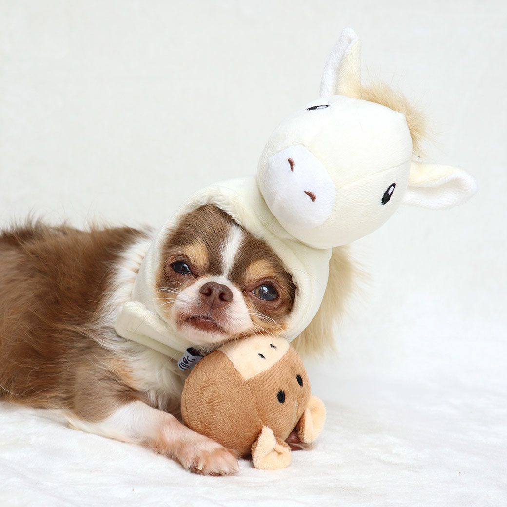 チワワ2.1kg(首19.5/胴30.5/丈22cm)の玉青ちゃんも遊んでくれました