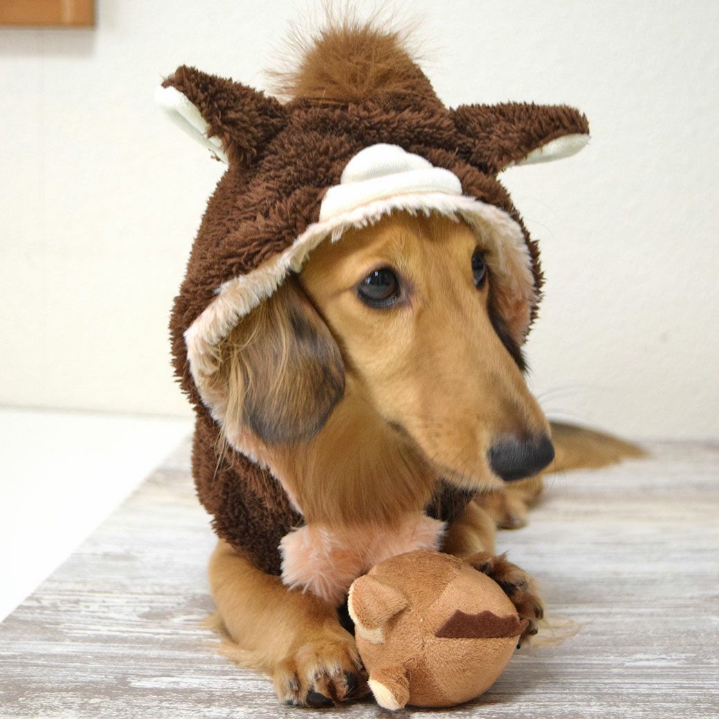 ミニチュアダックス4.3kg(首27/胴40/丈33cm)のALFaくんが遊んでくれました