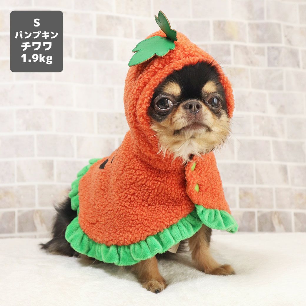 チワワ1.9kg(首19/胴29.5/丈21.5cm)のウメちゃんはパンプキンのSを着用