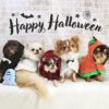 いたずらっ子な愛犬・愛猫にピッタリのケープ