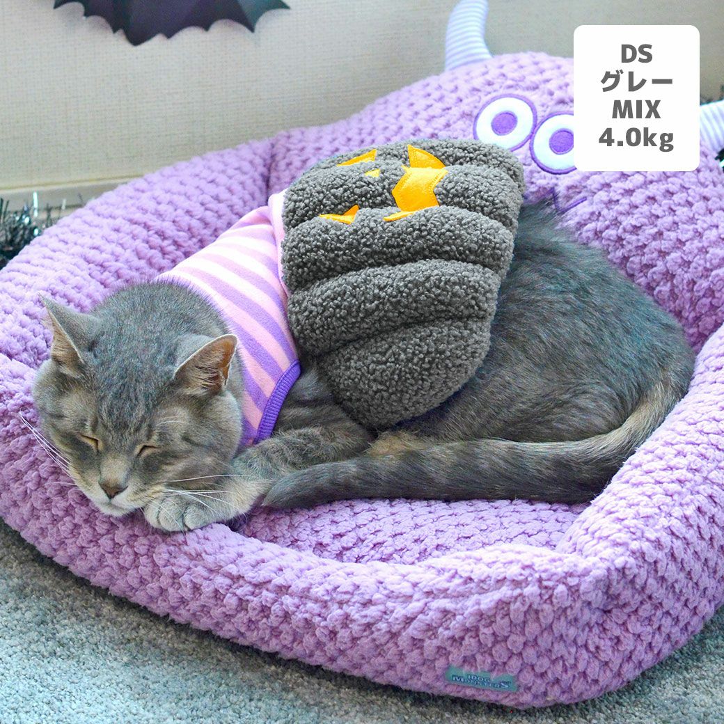 MIX4.0kg(首18.5/胴39/丈50cm)の六花ちゃんはグレーのDSを着用