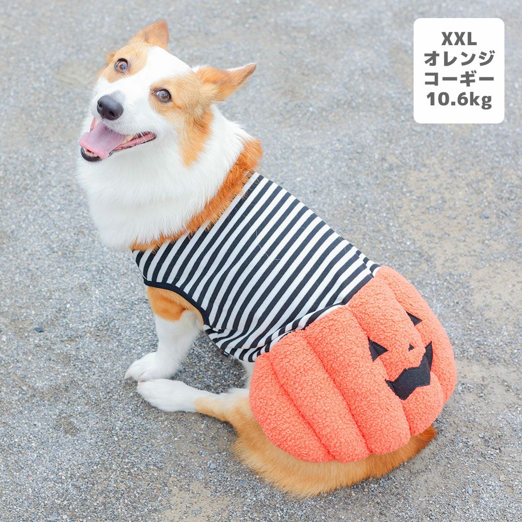 コーギー10.6kg(首36/胴51/丈37cm)のラテちゃんはオレンジのXXLを着用