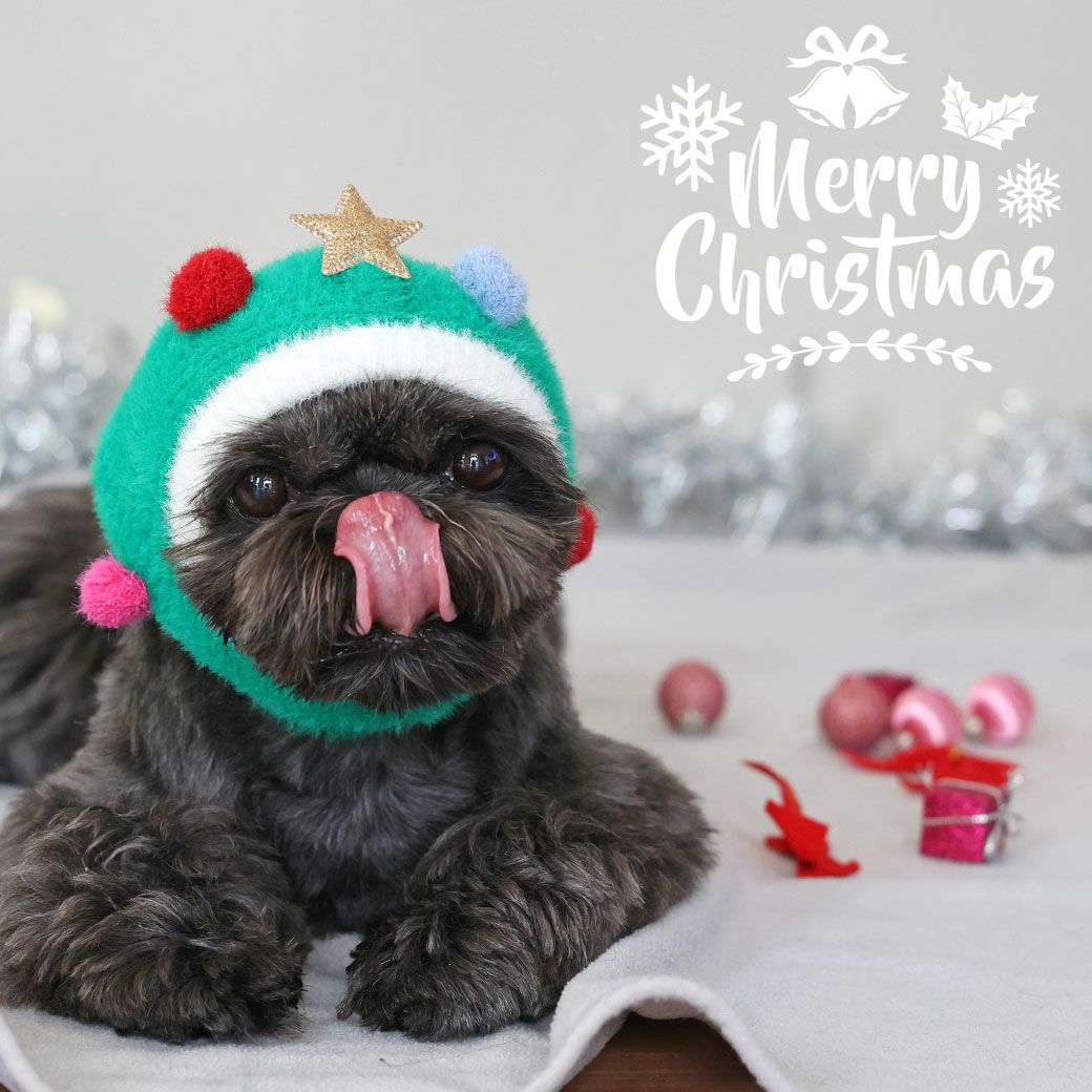 愛犬・愛猫と一緒に楽しいクリスマスを過ごそう