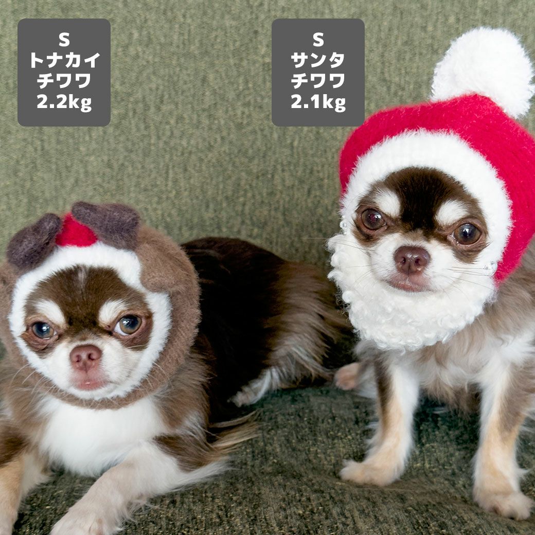 チワワ2.1kg(首19.5/胴30/丈30cm)のオリーブくん(左)はトナカイのS、チワワ2.2kg(首18.5/胴30/丈30cm)のピクルスくん(右)はサンタのSを着用