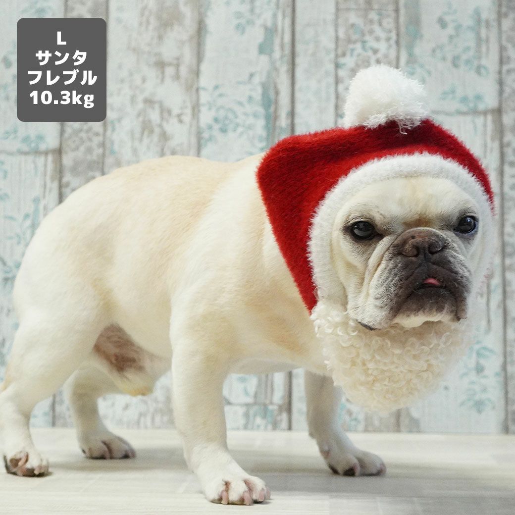 フレブル10.3kg(首38/胴56/丈34cm)のブランくんはサンタのLを着用