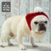 フレブル10.3kg(首38/胴56/丈34cm)のブランくんはサンタのLを着用