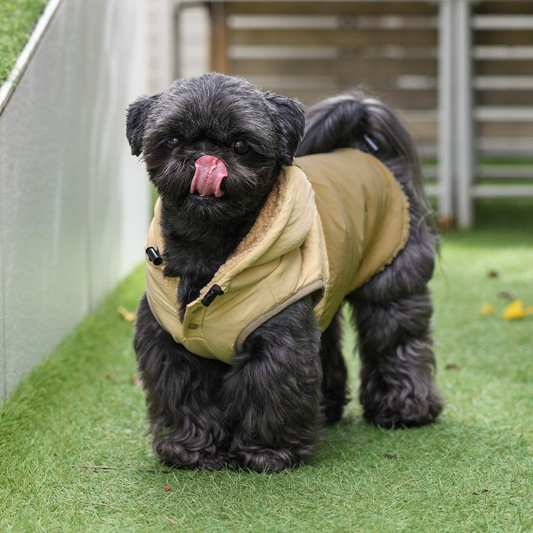 シーズー5.4kg(首26/胴38/丈38cm)のつぶくんはベージュ24のLを着用