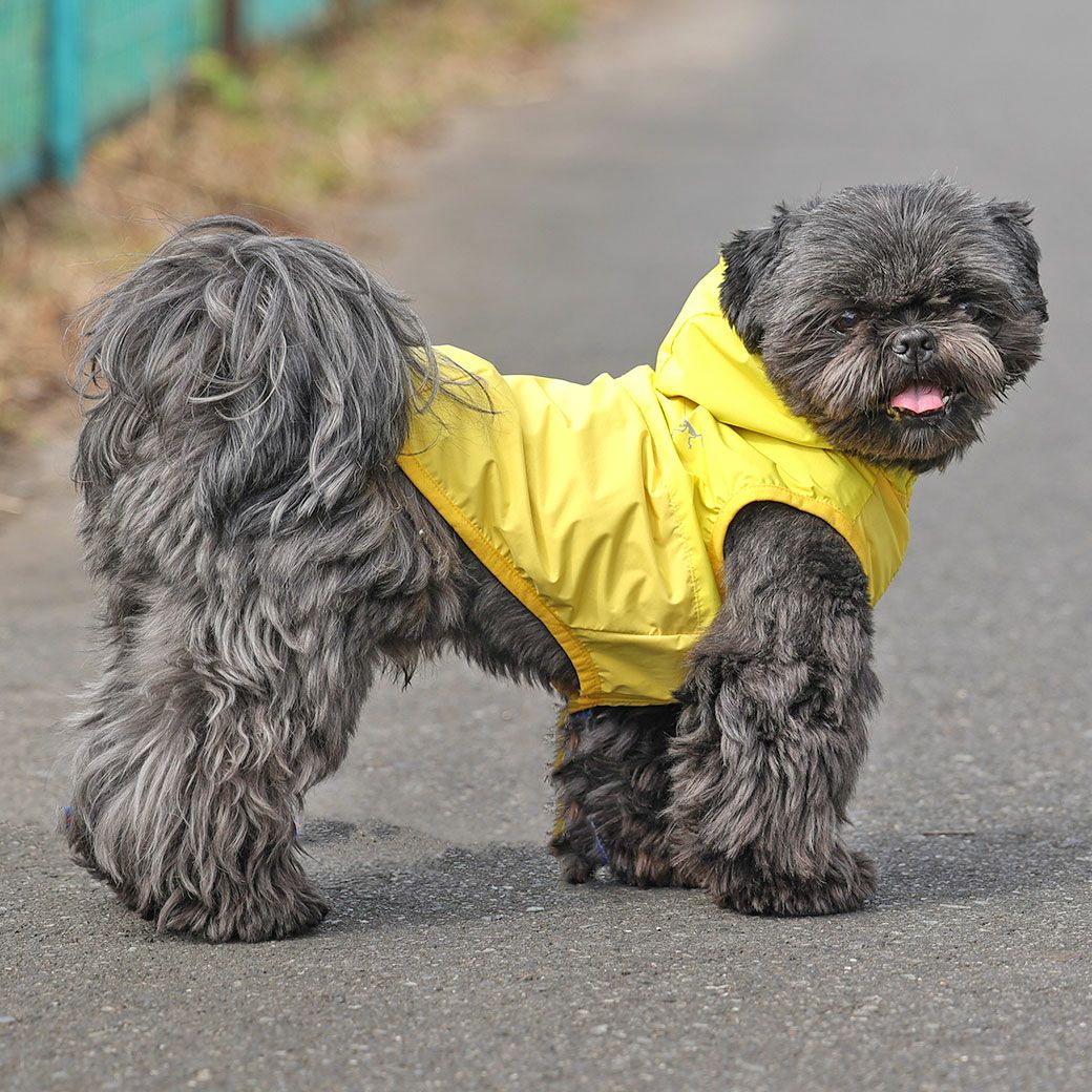 シーズー5.4kg(首26/胴38/丈38cm)のつぶくんはイエローのLを着用