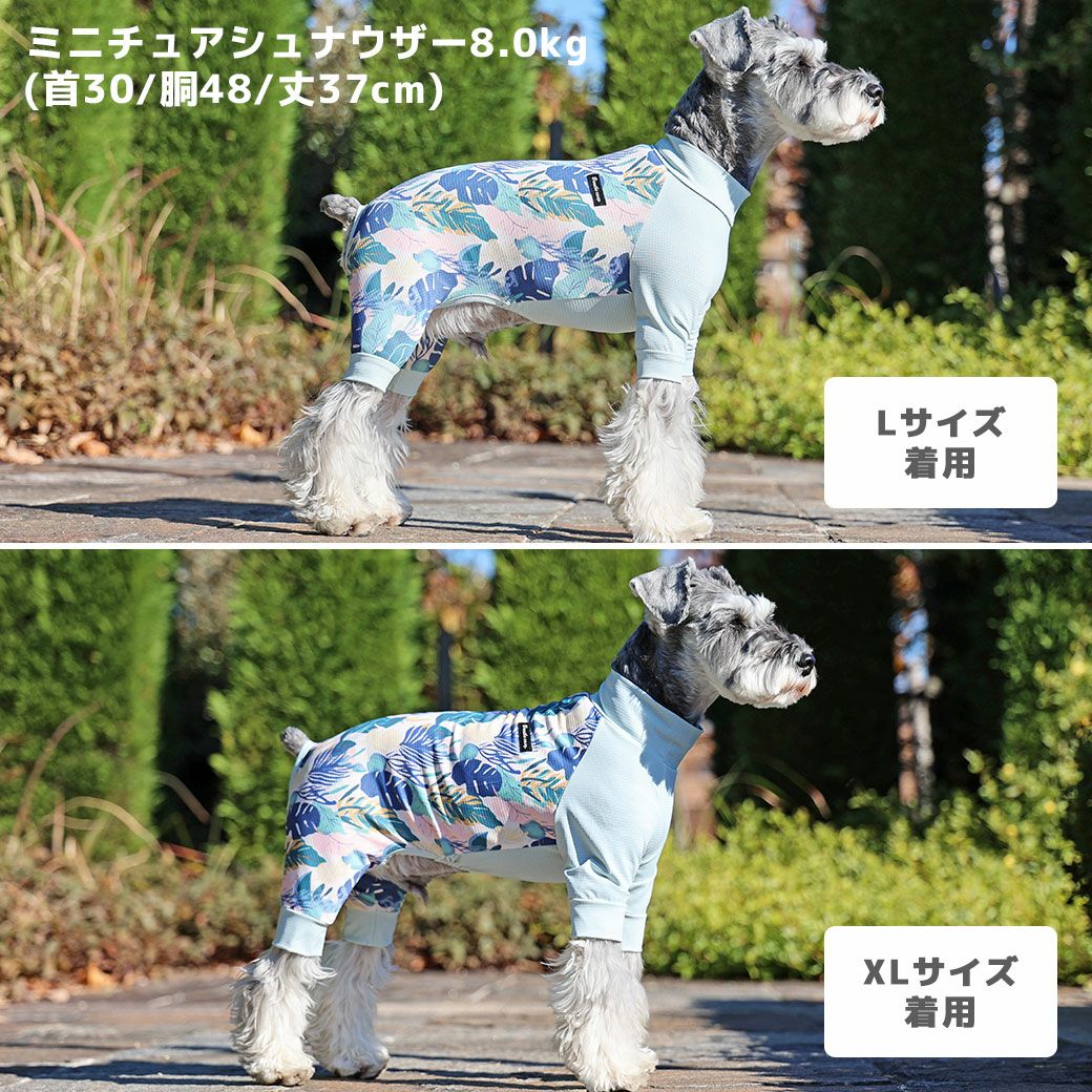 ミニチュアシュナウザー8.0kg(首30/胴48/丈37cm)のマハロくんはトロピカルカーキのLとXLを着用