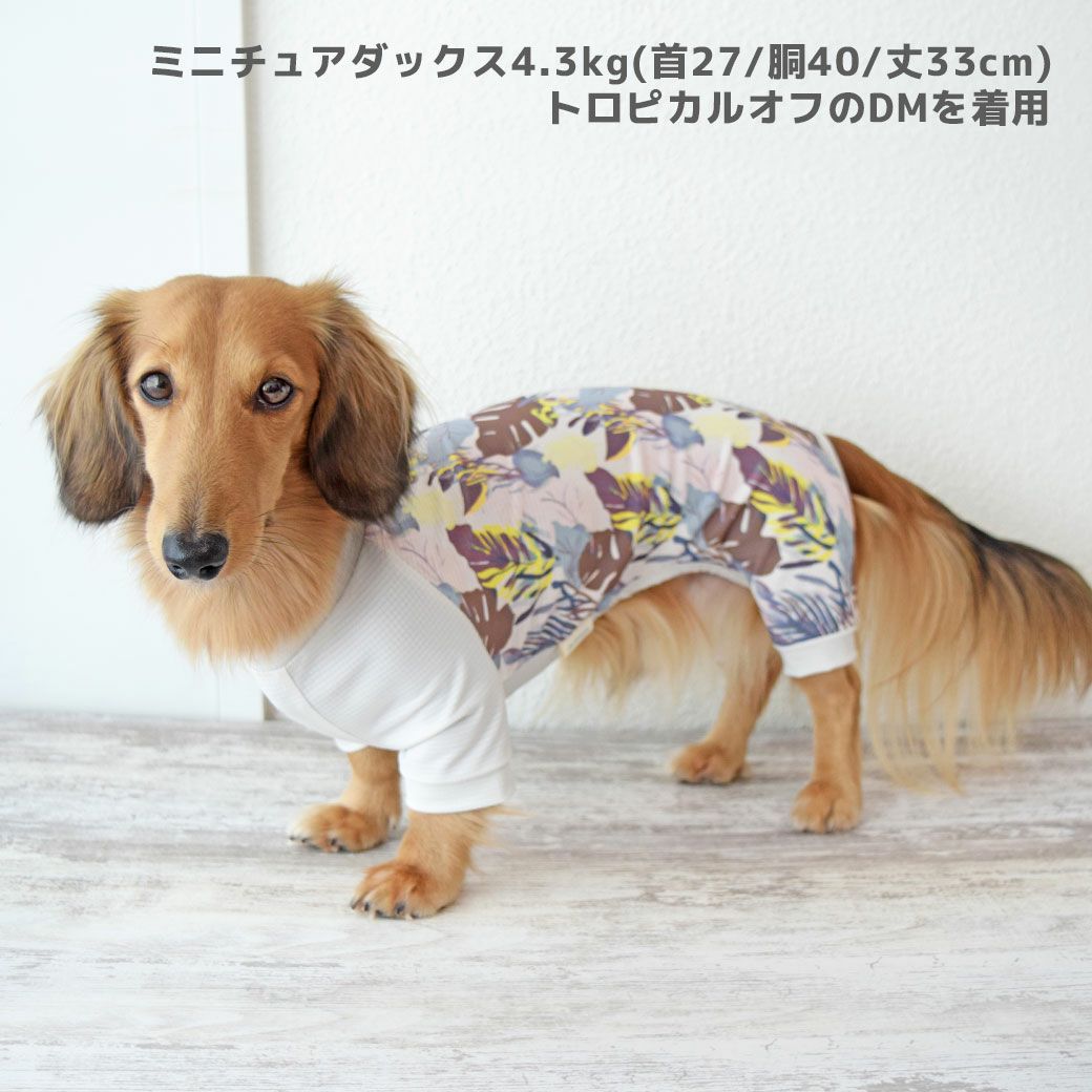 ミニチュアダックス4.3kg(首27/胴40/丈33cm)のALFaくんはトロピカルオフのDMを着用