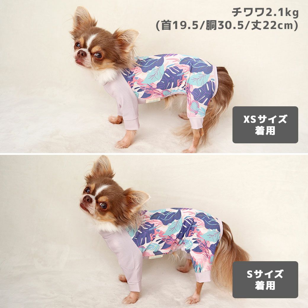 チワワ2.1kg(首19.5/胴30.5/丈22cm)の玉青ちゃんはトロピカルピンクのXSとSを着用
