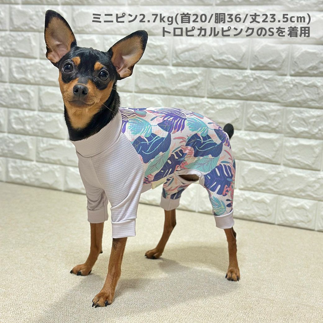 ミニピン2.7kg(首20/胴36/丈23.5cm)のルナちゃんはトロピカルピンクのSを着用