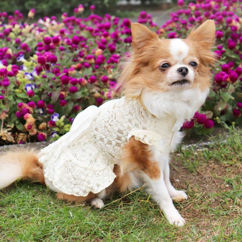 iDog ウェディング風レースワンピ アイドッグ-犬猫ペット用品通販