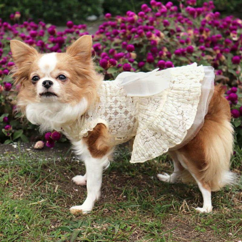 Petit Bijou【正規輸入】 犬 服 ドレス ゴールド 秋 冬物 S Petit Bijou【正規輸入】 犬 服 ドレス ゴールド 秋 冬物 S