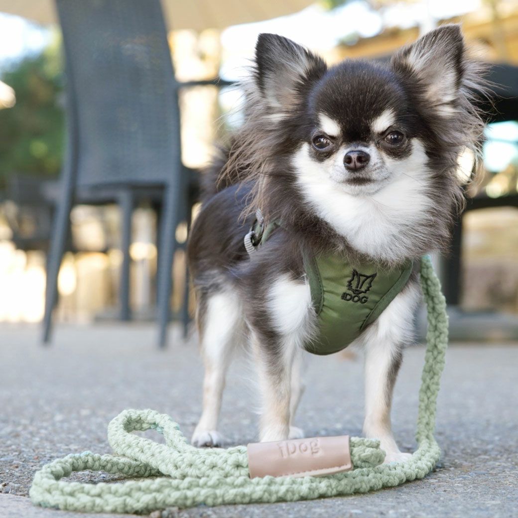 iDog マクラメ編みリード-犬猫ペット用品通販 IDOG&ICAT|ペット 犬 首輪