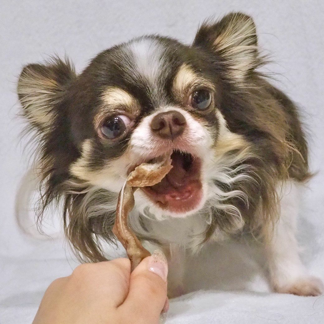 チワワ2.0kg(首19/胴30/丈27cm)のロキくんも試食