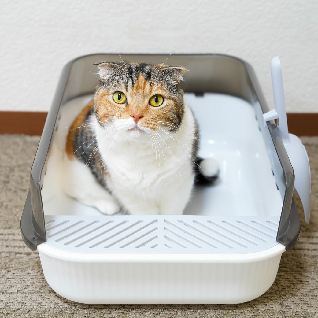 マンチカン3.3kgのみゆきちゃんはホワイトを使用