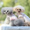 トイプー2.3kg(首18/胴31/丈24cm)のメルシーちゃんはハートのSを、トイプー2.6kg(首20/胴32/丈25cm)のマイちゃんはフラワーのSを着用