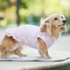 ミニチュアダックス3.9kg(首25/胴37/丈31cm)のクムちゃんは水玉のDSを着用