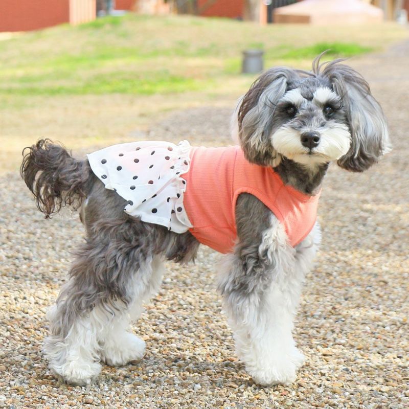 iDog シフォンドットスカートワンピ iDog fleur アイドッグ-犬猫