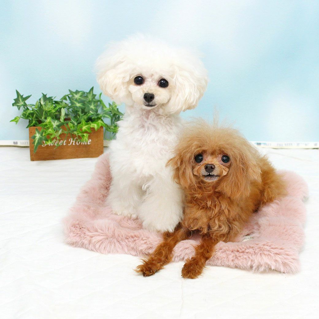 トイプー1.2kgのマユリちゃん(左)と1.0kgのミーナちゃん(右)はピンクを使用