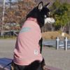 柴犬9.0kg(首36/胴52/丈43cm)のざくろちゃんはピンクのXXLを着用