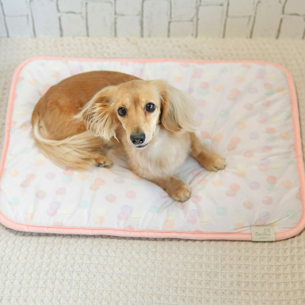 ミニチュアダックス3.9kgのクムちゃんはマカロンを使用