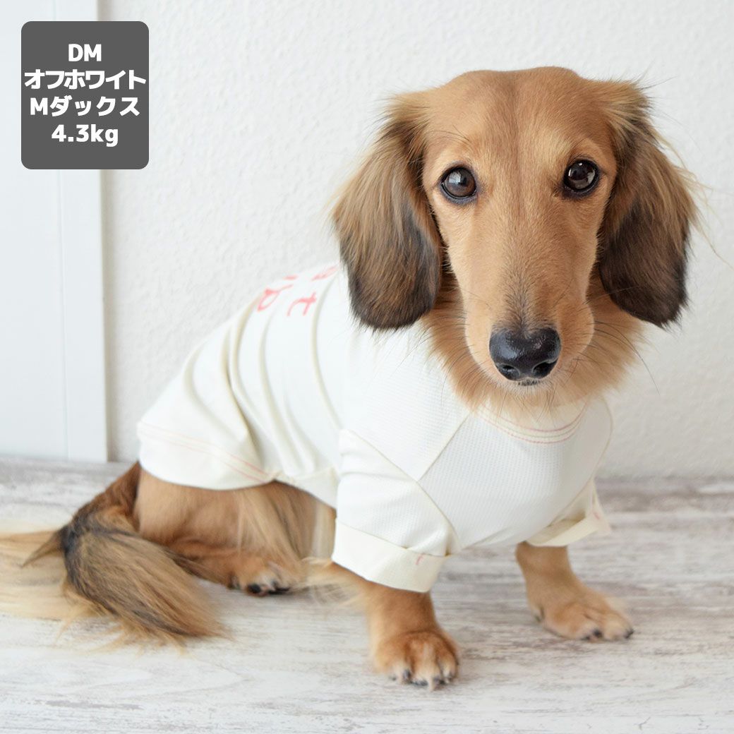 ミニチュアダックス4.3kg(首27/胴40/丈33cm)のALFaくんはオフホワイトのDMを着用