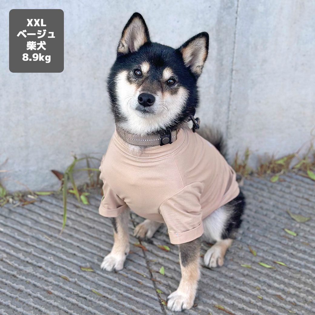 柴犬8.9kg(首33/胴54/丈39cm)のチョコプリンちゃんはベージュのXXLを着用