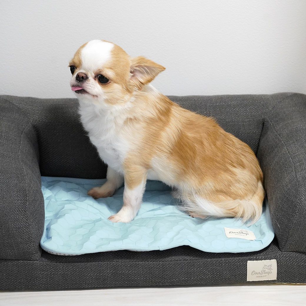 チワワ2.0kgのこつぶ使用(リラクシングソファベッドSサイズ併用)