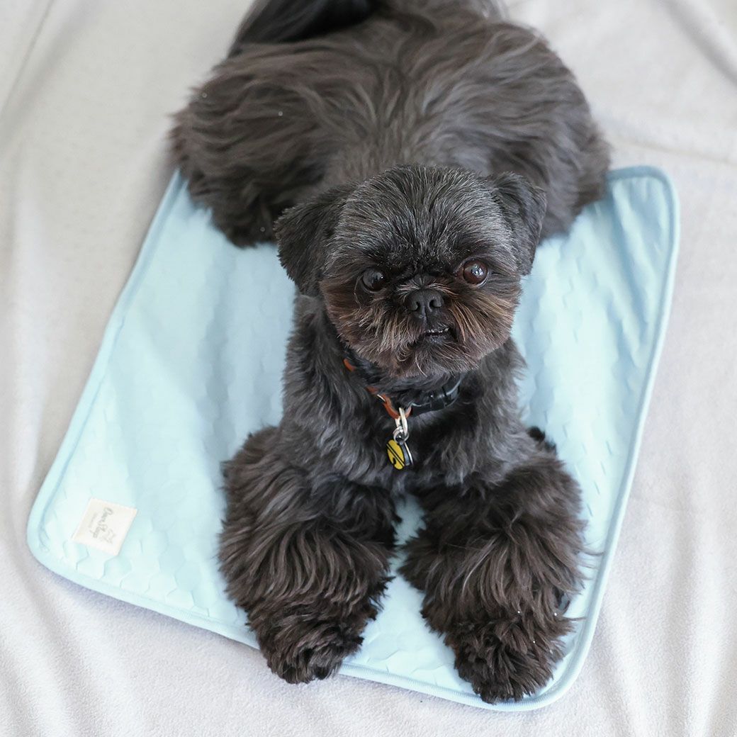 シーズー5.4kgのつぶくん使用