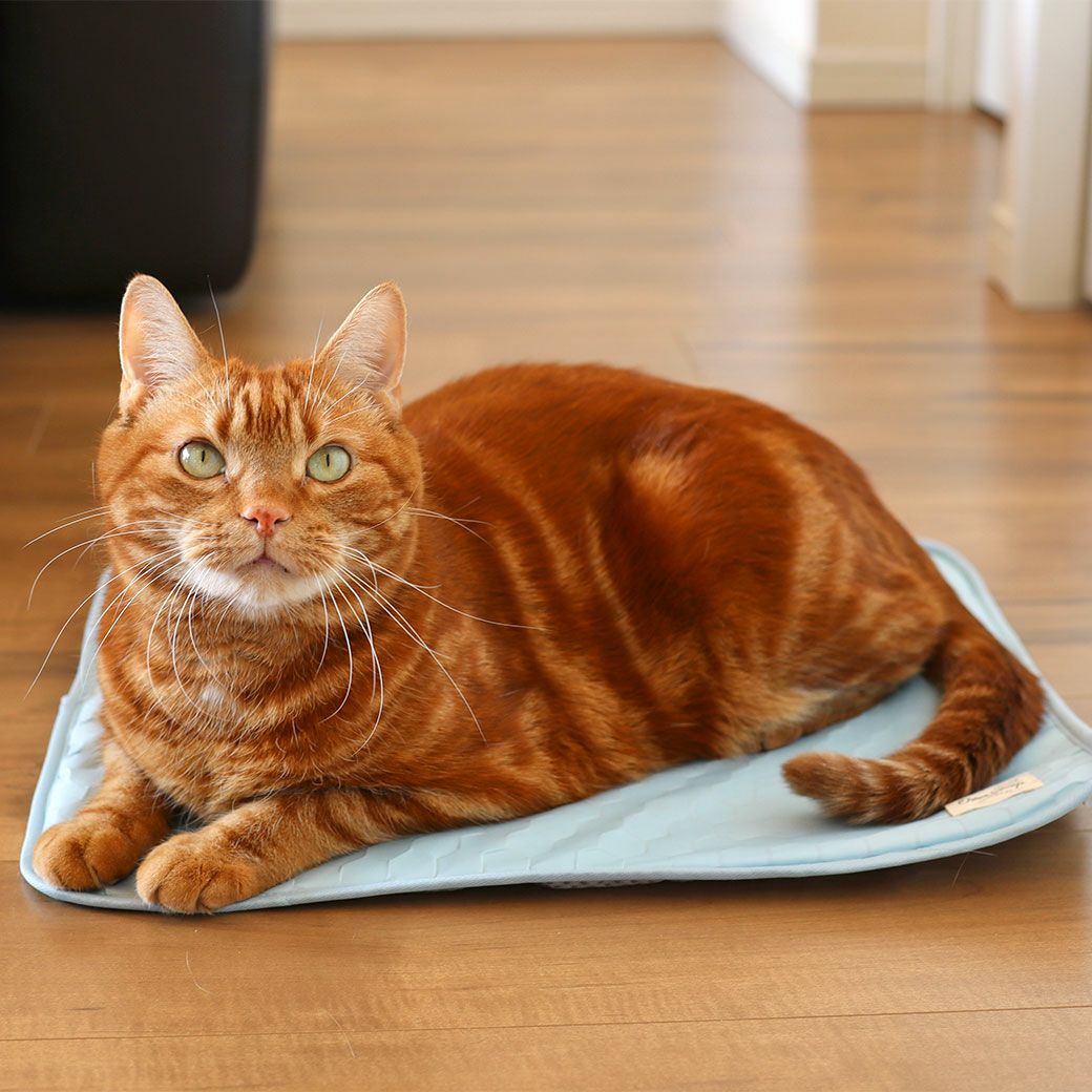 アメショ7.0kgのタラくん使用