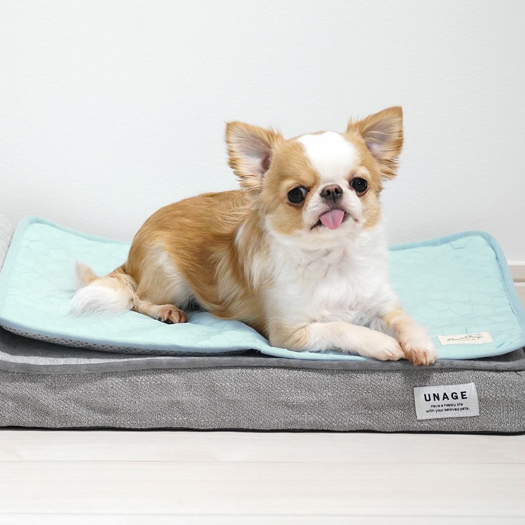 チワワ2.0kgのこつぶ使用(UNAGE低反発シニアベッドくつろぎソファSサイズ併用)