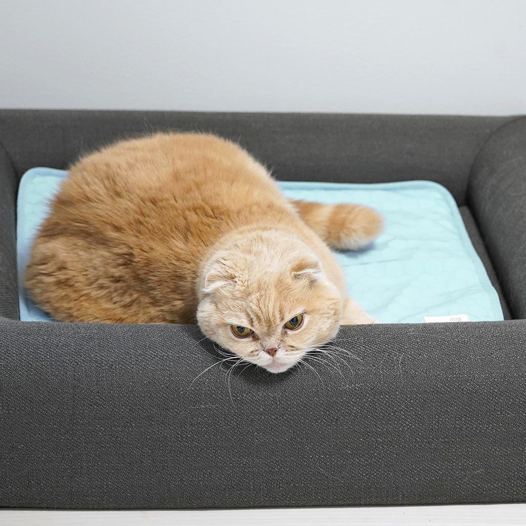 スコティッシュ4.0kgのコマリ使用(レストキューブベッドMサイズ)