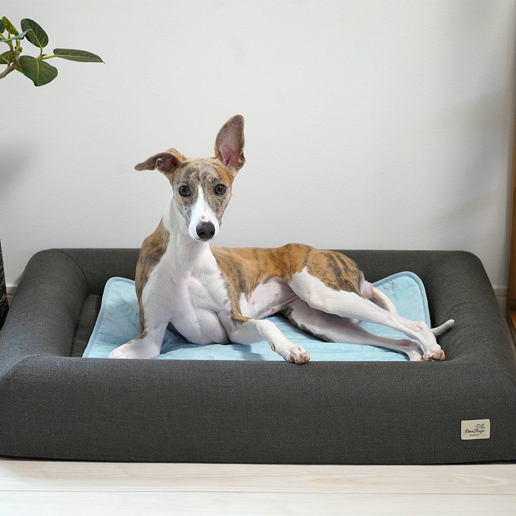 ウィペット11.0kgのシルバ使用