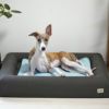 ウィペット11.0kgのシルバ使用