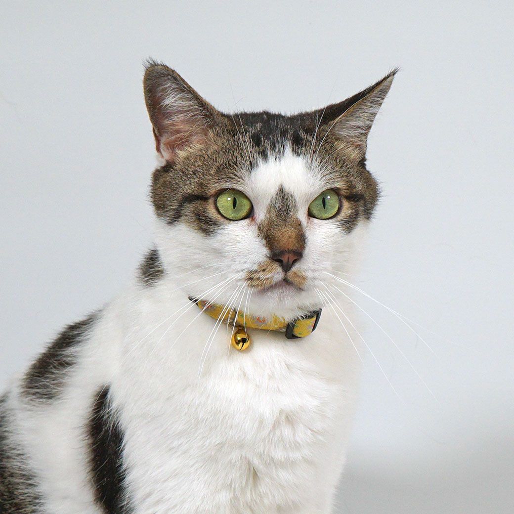 MIX5.9kg(首23cm)ノズくんはネイティブイエローを着用