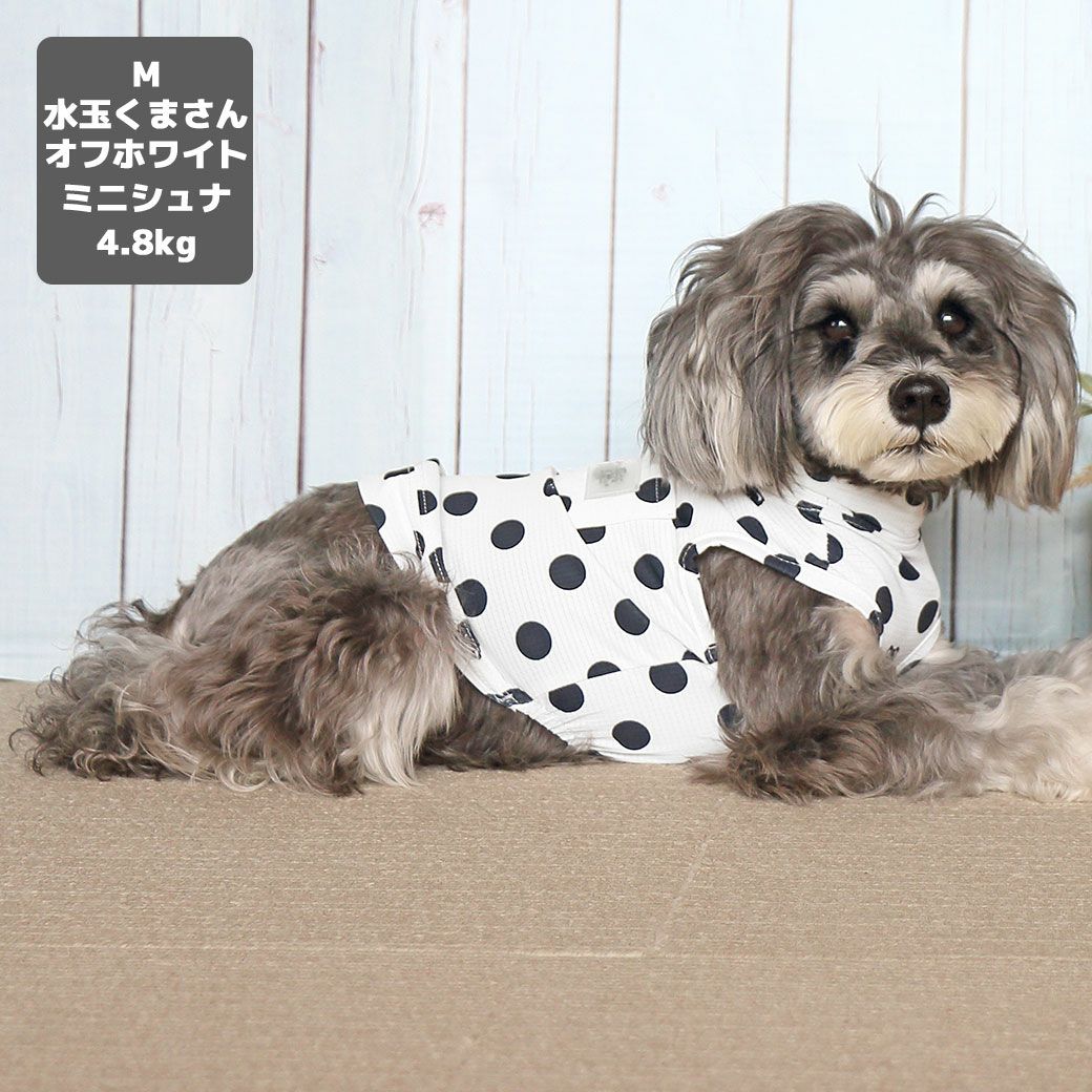 ミニチュアシュナウザー4.8kg(首22/胴39/丈29cm)のあろあちゃんは水玉くまさんオフホワイトのMを着用